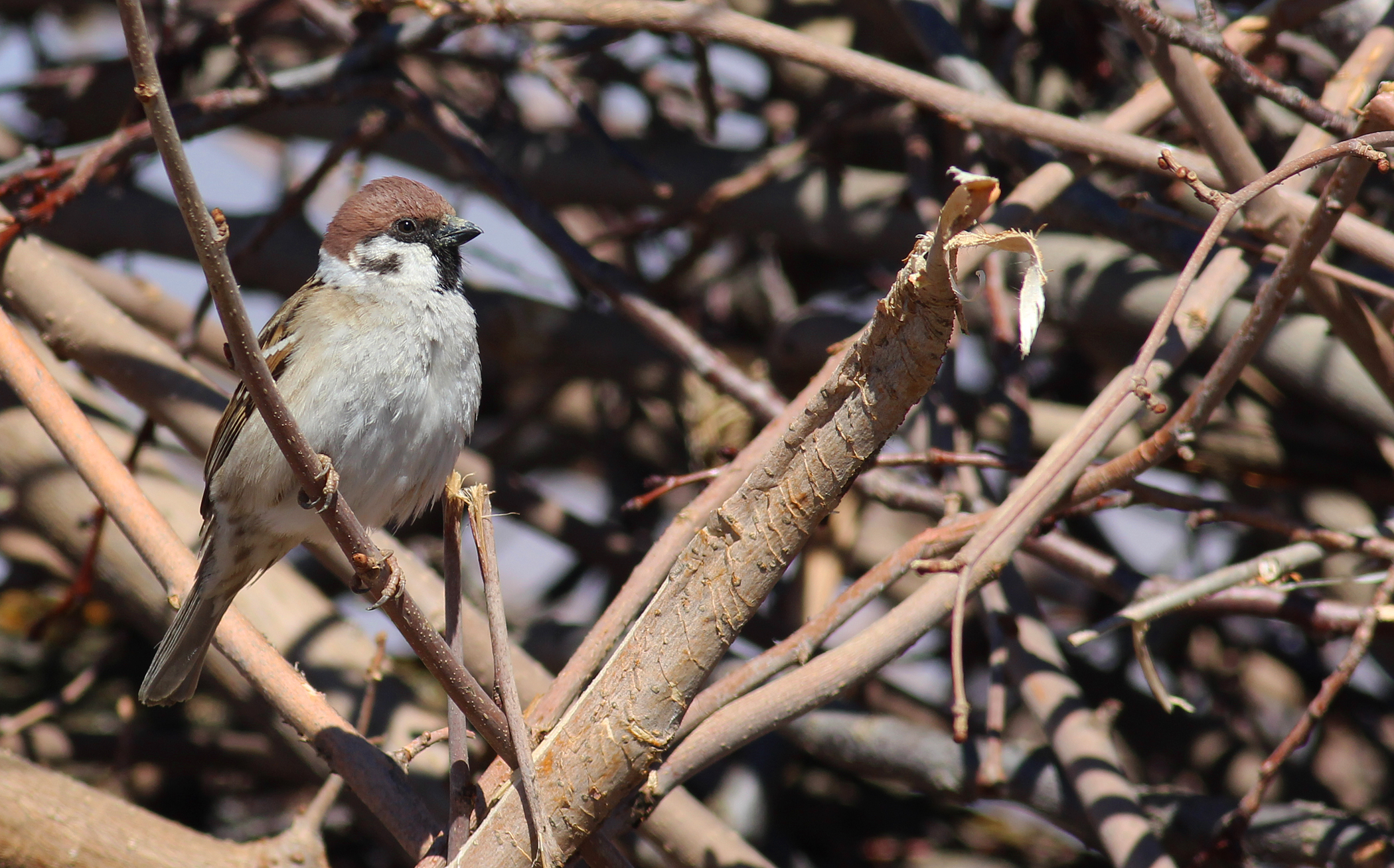 Eurasian Tree Sparrow